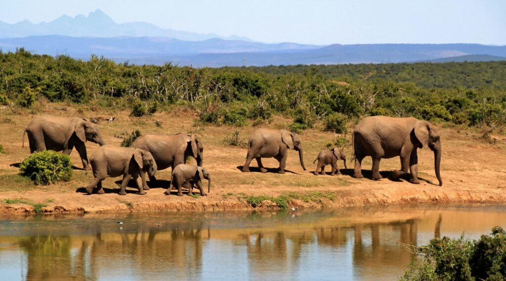 7 Elephants Walking Beside Body of Water during Daytime