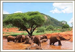 sheldrick-conservation-of-elephants-in-voi-tsavo-east.jpg