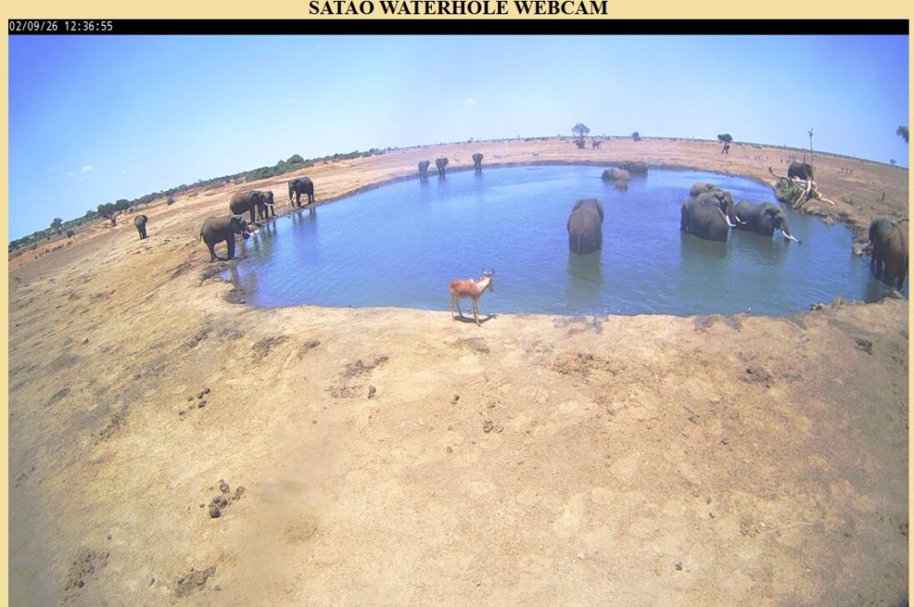 Snapshot of Satao Webcam of the Waterhole.