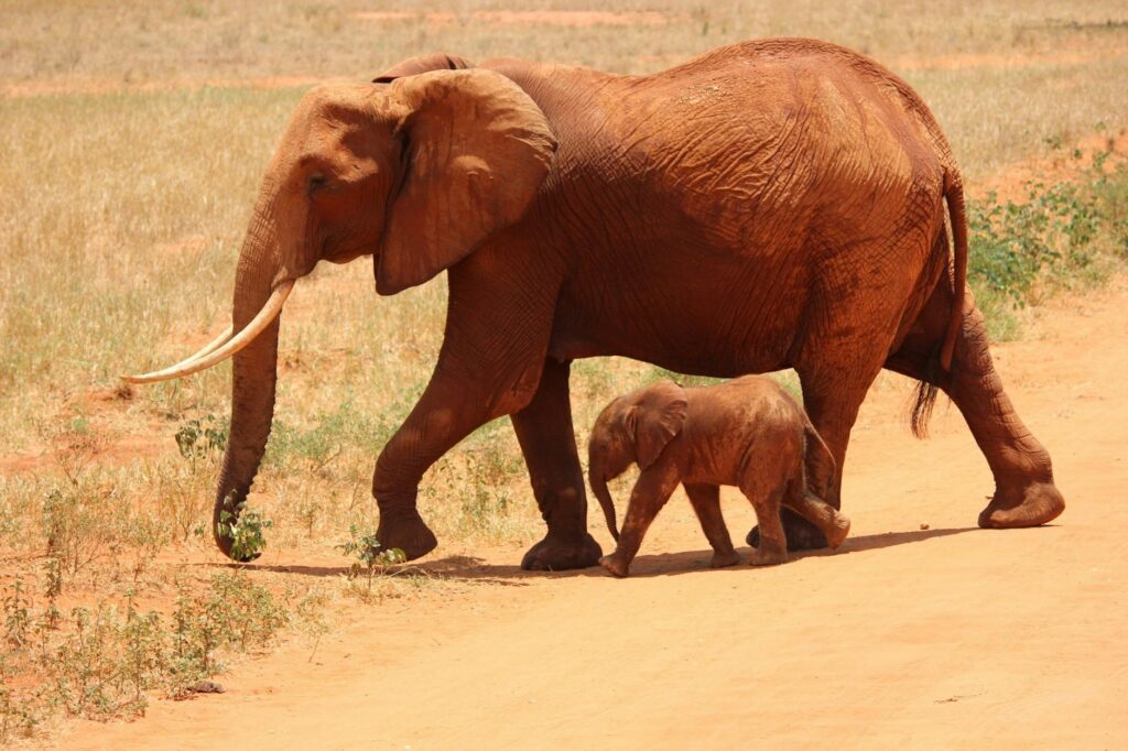 2-day tsavo east safari