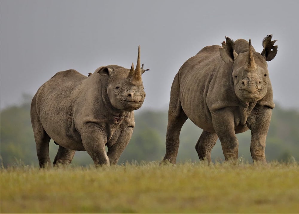 Black rhinos at ngulia sanctuary at tsavo west