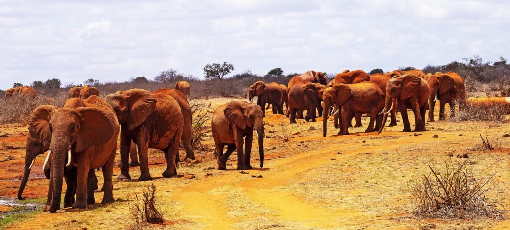 1-Day Tsavo East Safari to see red elephants
