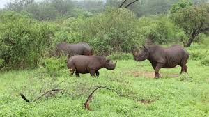 3 rhinos at ngulia sanctuary