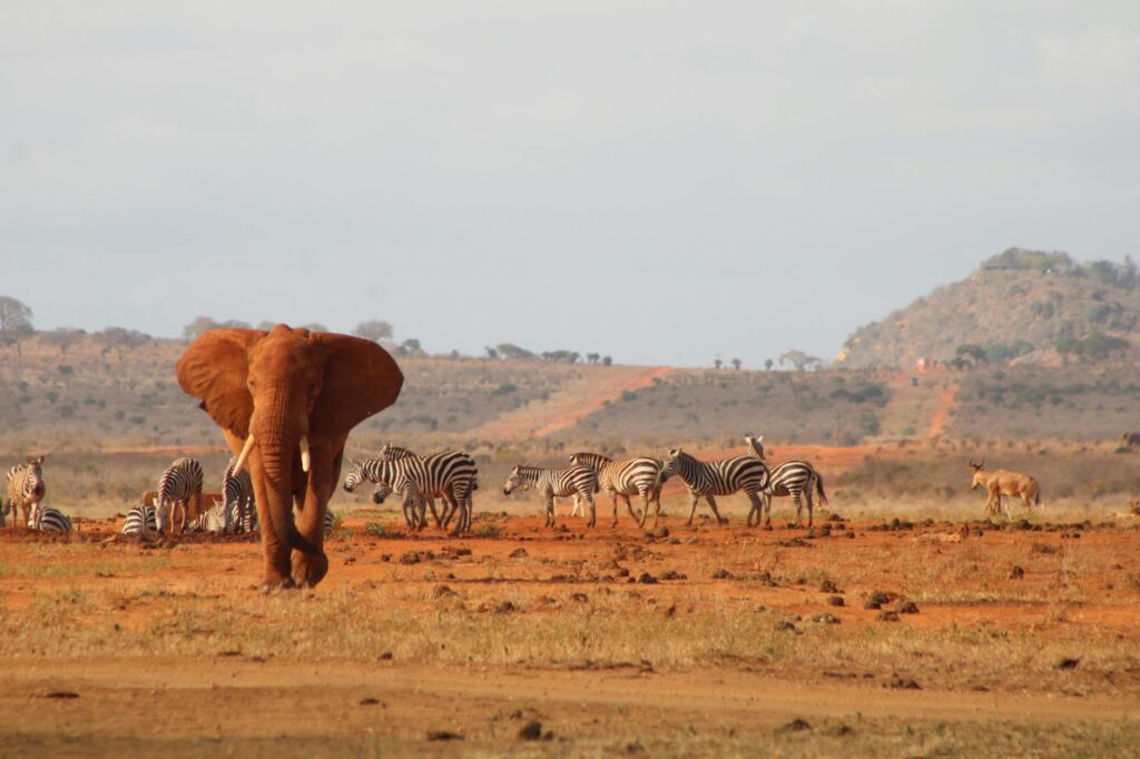 Red elephants to see during a 1-Day Tsavo East Safari from Coast